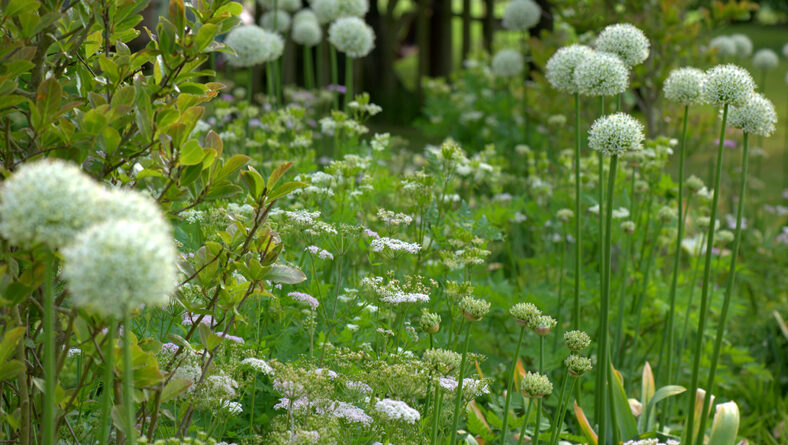 Alliums and white umbellifers in a naturalistic planting scheme