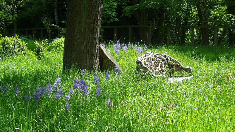 Bluebells in long grass beneath a mature tree