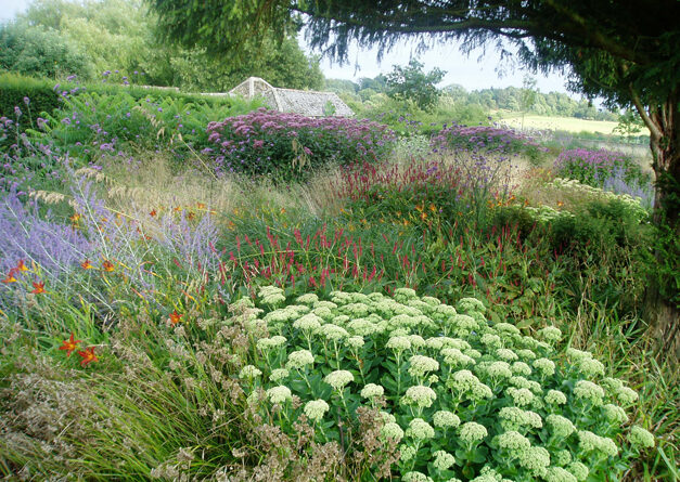 Lush mixed planting of grasses, sedums and lavender in a country garden
