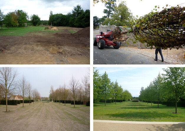 Ground preparation and avenue tree planting during construction