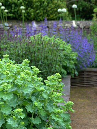 Cottage garden in the Cotswolds, photograph 6 of 10