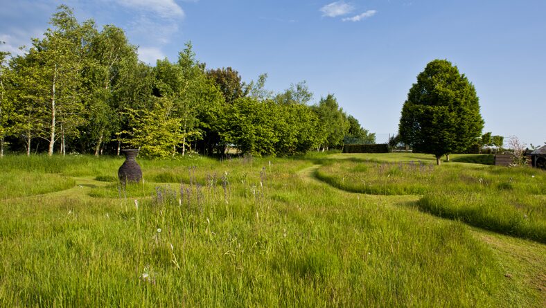 Young trees planted in long meadow grass