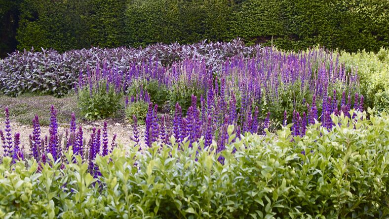 Purple salvias and catmint in a deep border at an Oxfordshire manor house