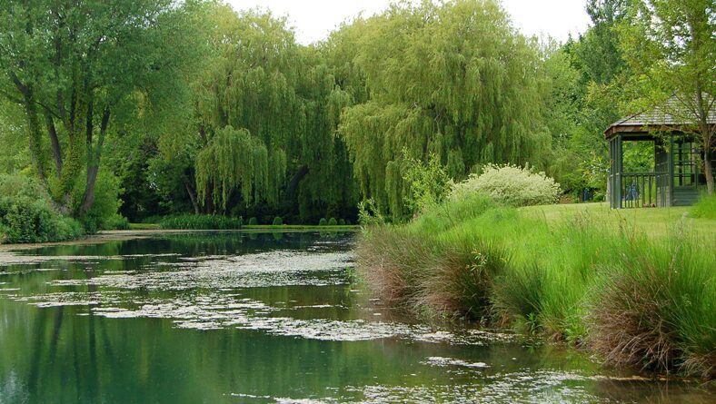 Lake edged with willows and ornamental grasses