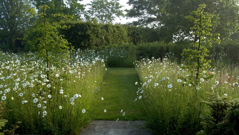 Wild flower planting and lawn in a Wiltshire garden